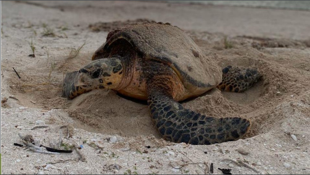 Día Mundial de las Tortugas Marinas: Conoce a las que llegan a Yucatán